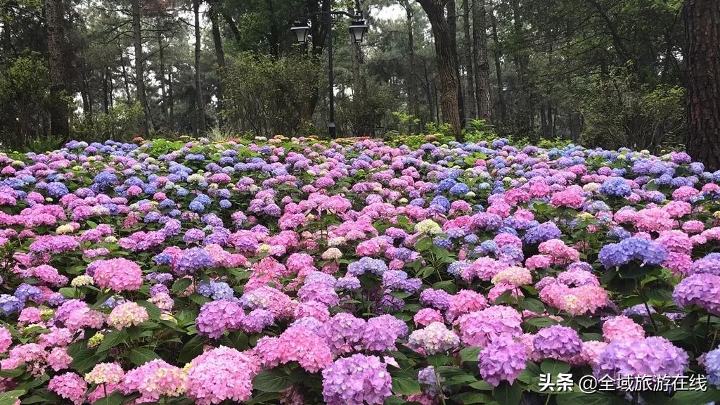 臨平最新地圖揭示，城市發(fā)展的活力與脈搏