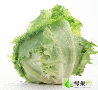 云南結(jié)球生菜最新價格走勢分析