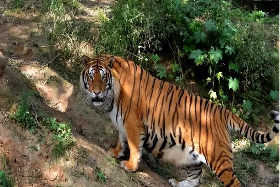 老虎咬人事件引發(fā)對(duì)動(dòng)物園管理漏洞及公眾安全教育缺失的深刻反思