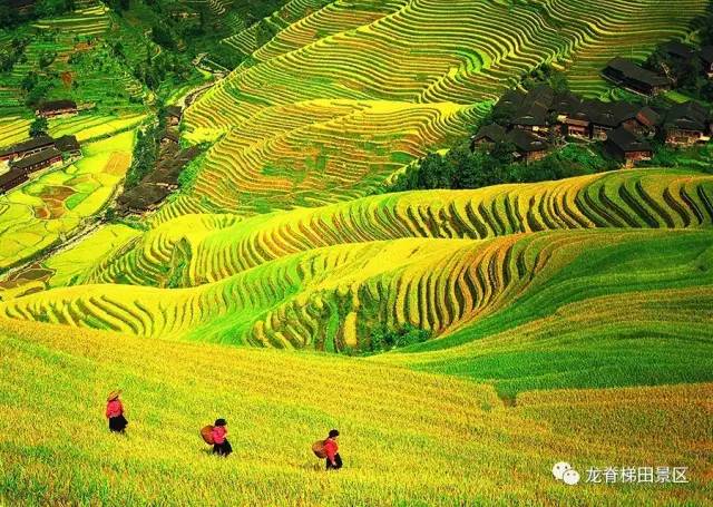 龍脊梯田壯麗風(fēng)光，最新圖片探索之旅