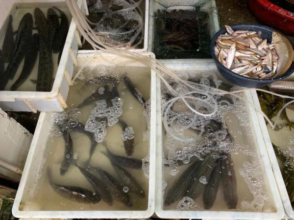 草魚最新價格行情、市場走勢及影響因素深度解析