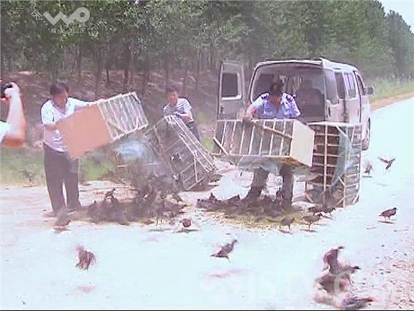 揭秘捉網(wǎng)捕黑水雞背后的故事與挑戰(zhàn)，最新視頻揭秘真相