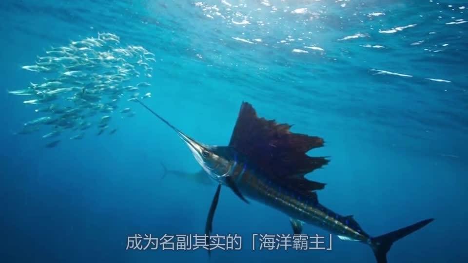 旗魚種子搜索神器，探索新時代的魅力