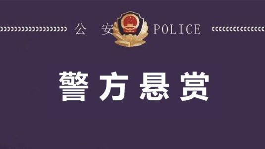 鳳凰泊愛投資最新公告全面解讀