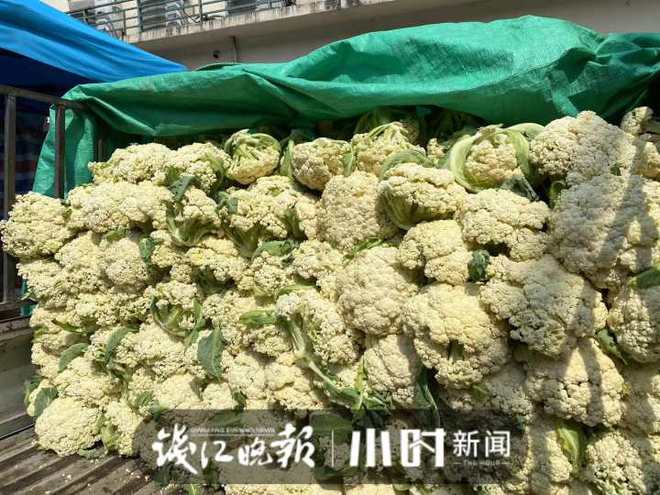 松花菜價格最新行情解析