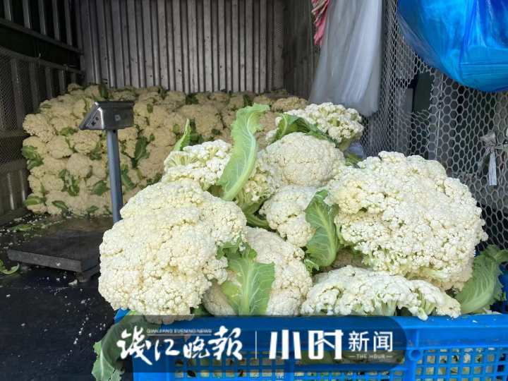 松花菜價(jià)格最新行情解析