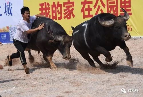 貴州斗牛比賽視頻，傳統(tǒng)競技魅力的盛宴