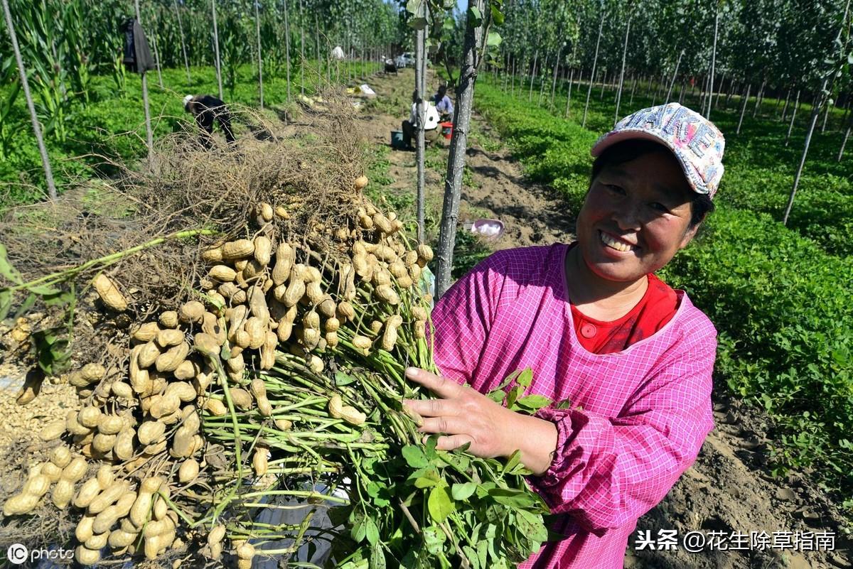 帶皮花生價(jià)格最新動(dòng)態(tài)分析報(bào)告