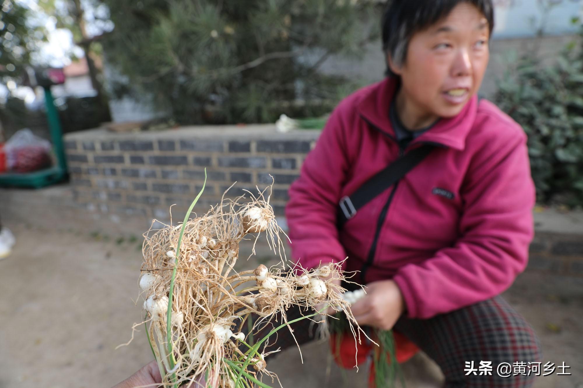 小蒜價格動態(tài)分析與趨勢預(yù)測