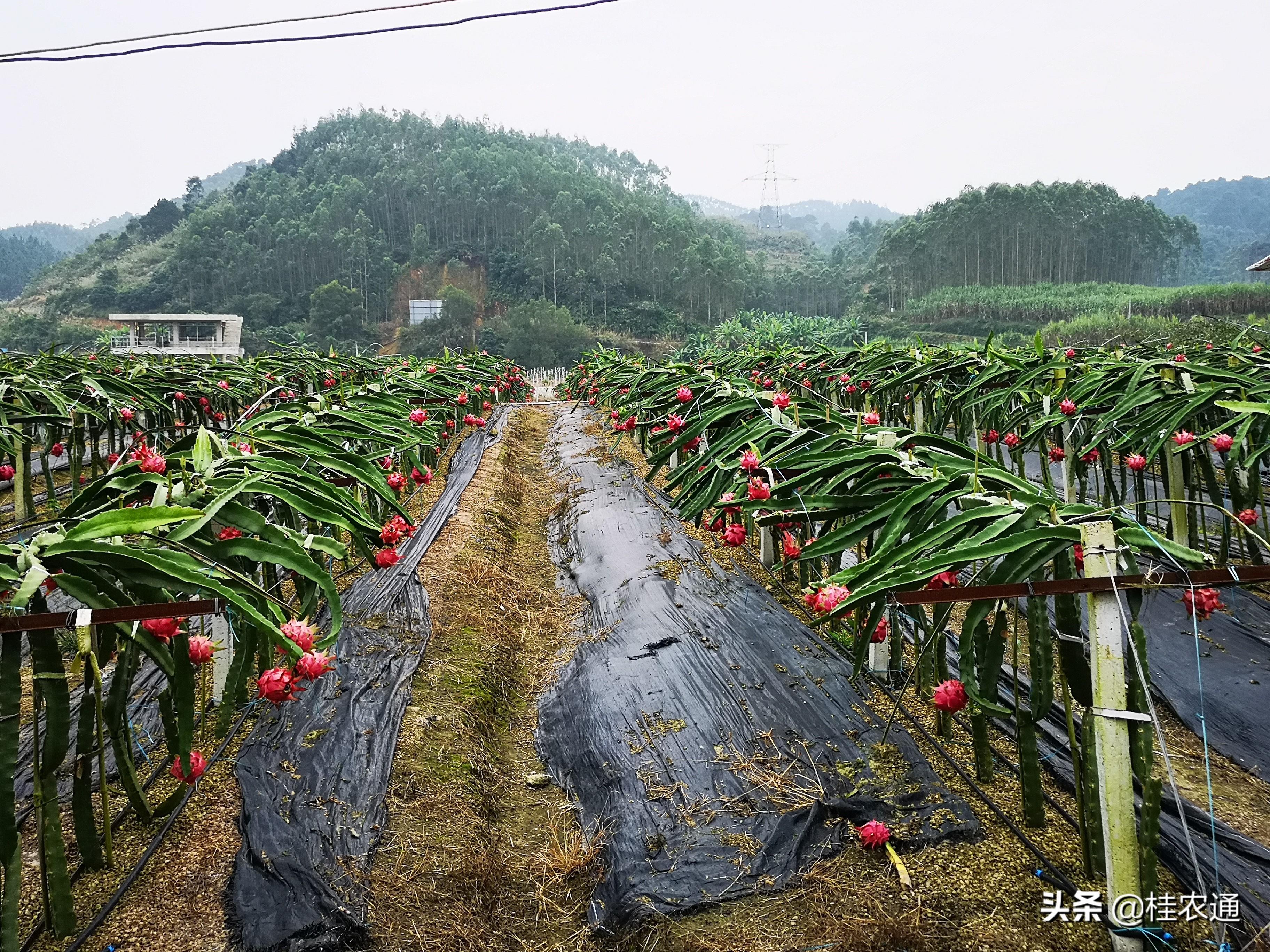 廣西香蕉產(chǎn)地最新價格動態(tài)解析