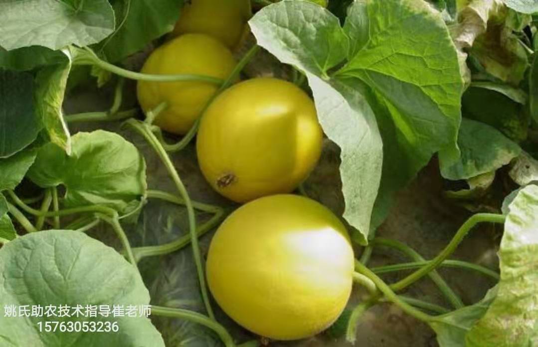 大棚甜瓜種植技術(shù)，最新視頻教程全面解析與指導(dǎo)