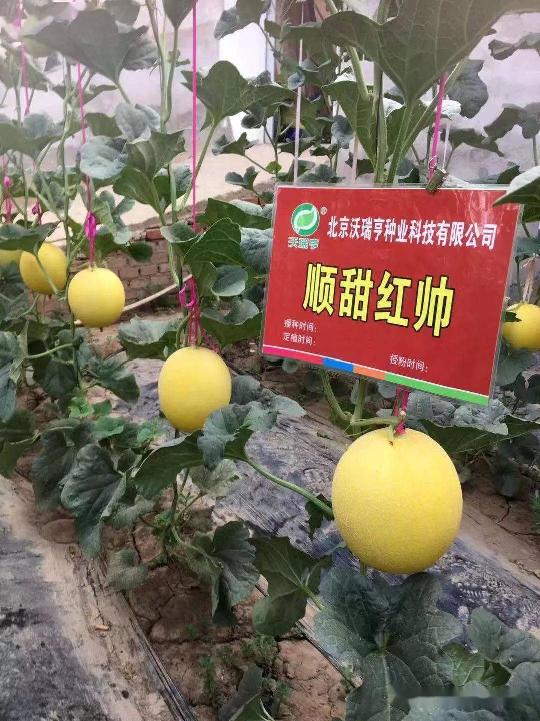 大棚甜瓜種植技術(shù)，最新視頻教程全面解析與指導(dǎo)