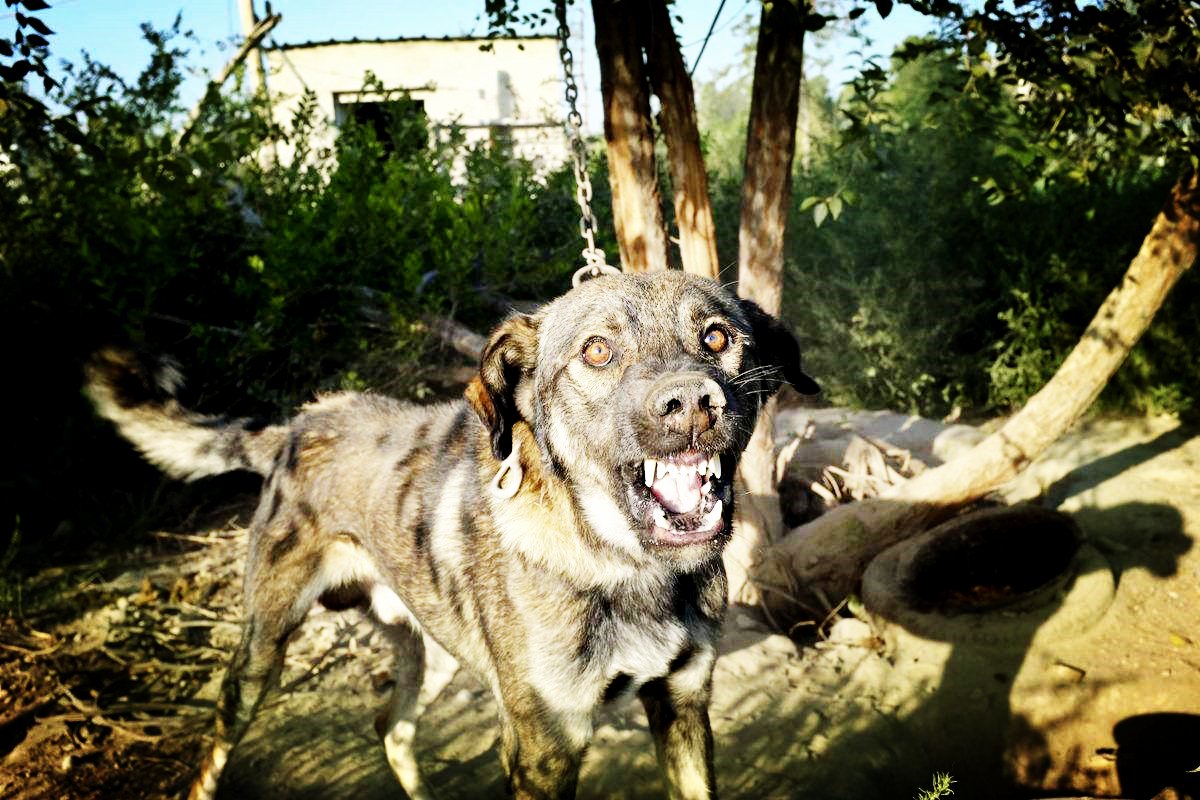 惡犬最新網(wǎng)站，探索背后的故事與反思