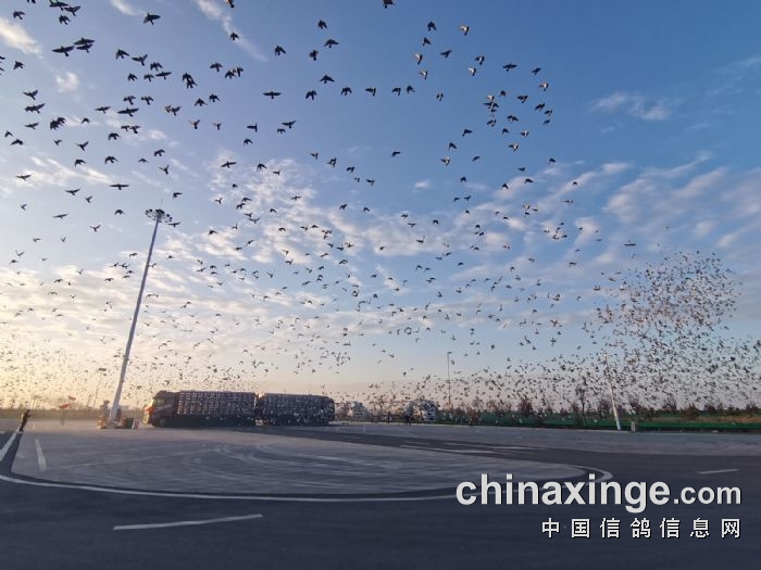 黃河公棚最新動態(tài)，創(chuàng)新引領(lǐng)發(fā)展，開啟未來新篇章