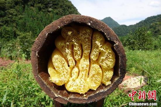 探索自然與人類共生智慧結(jié)晶，最新挖蜂桶體驗