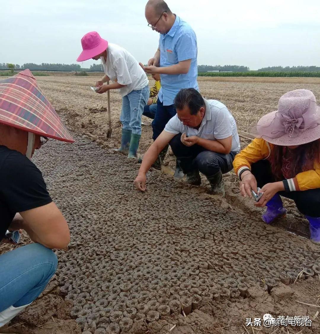 蔡甸最新汛情報(bào)告概覽