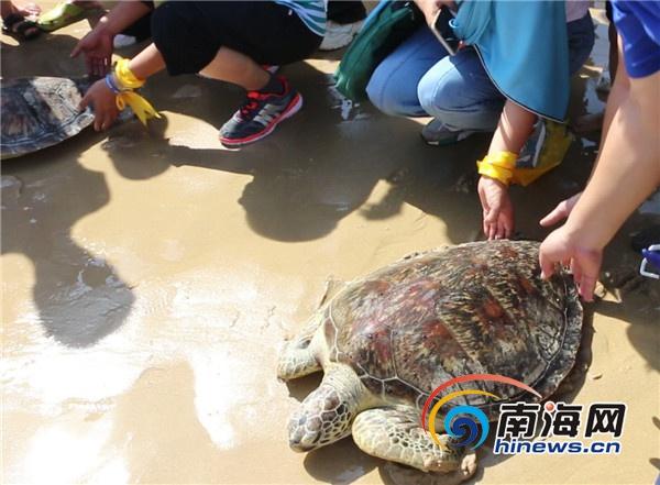 海草網(wǎng)，探索海洋生態(tài)與科技的完美融合新紀元