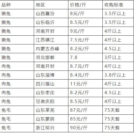 今日獭兔最新收购价格解析