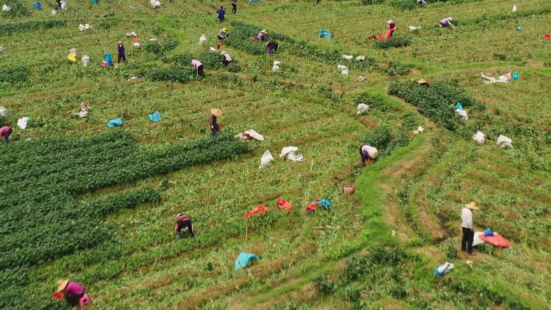 中央最新土地政策，农业现代化与乡村振兴的新引擎启动